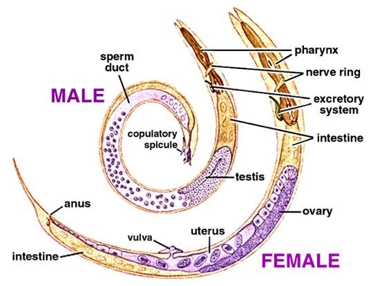 Hookworm - The Reproductive System