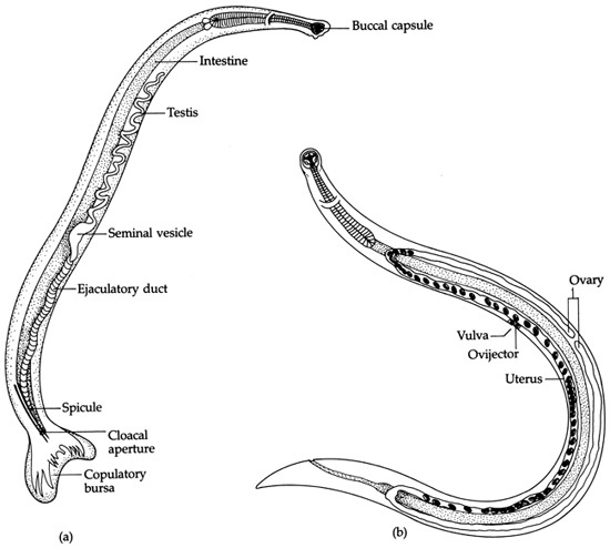 Pinworm - The Reproductive System